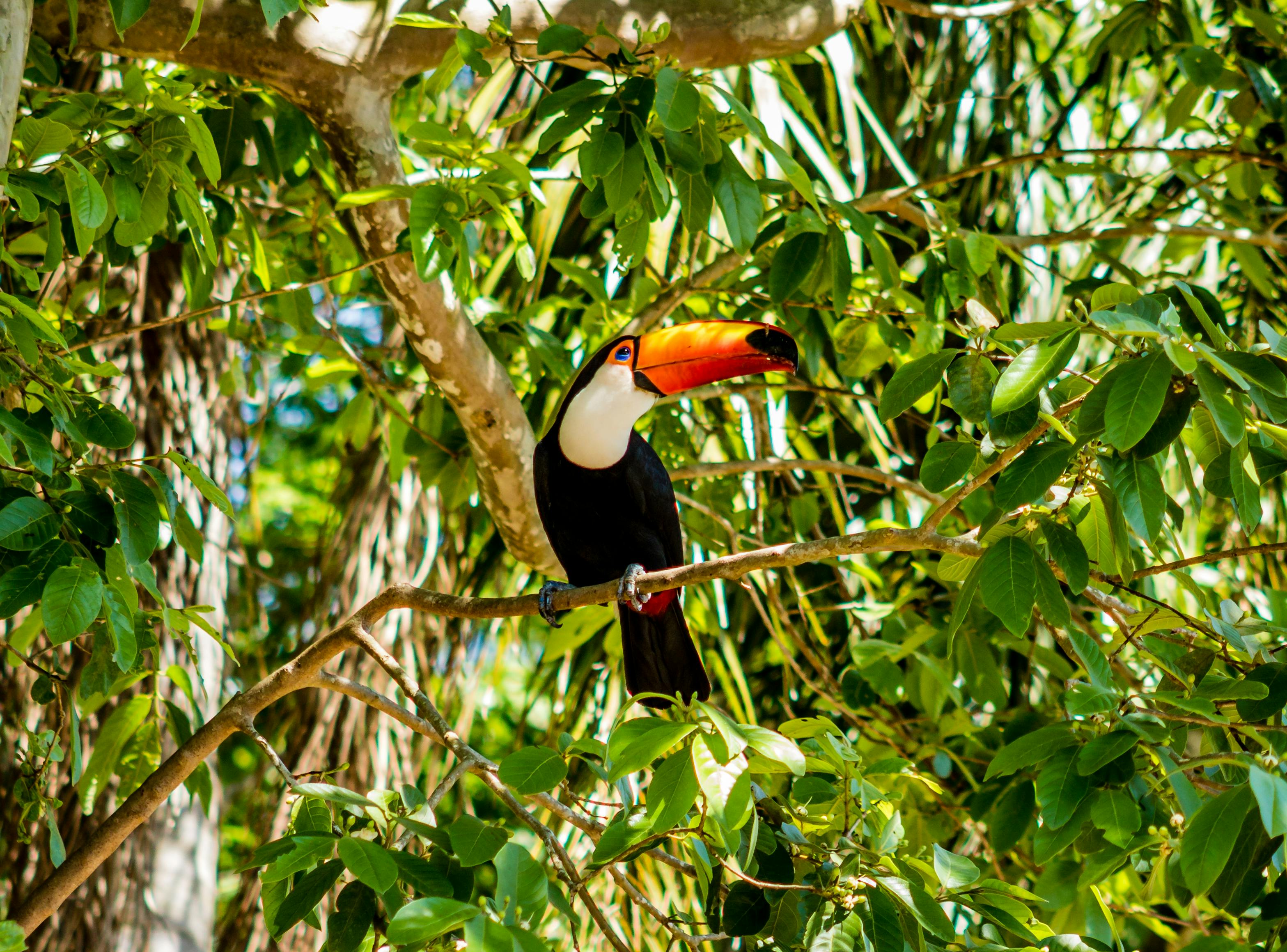 Pantanal landscape